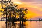USA-Louisiana-Atchafalaya Basin-Atchafalaya Swamp Cypress trees reflect on at sunrise Art Print